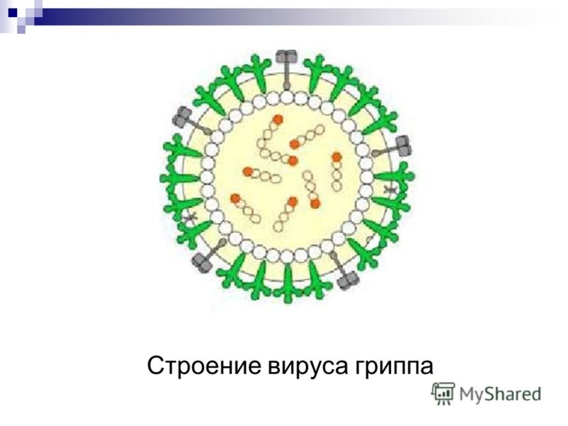 Варианты вируса гриппа. Схема строения вириона вируса гриппа. Структура вируса гриппа микробиология. Схематическая структура вируса гриппа. Коронавирус строение вириона.