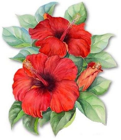 Цветы гибискуса акварелью