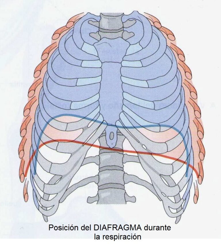 Грудная полость отделена от брюшной диафрагмой