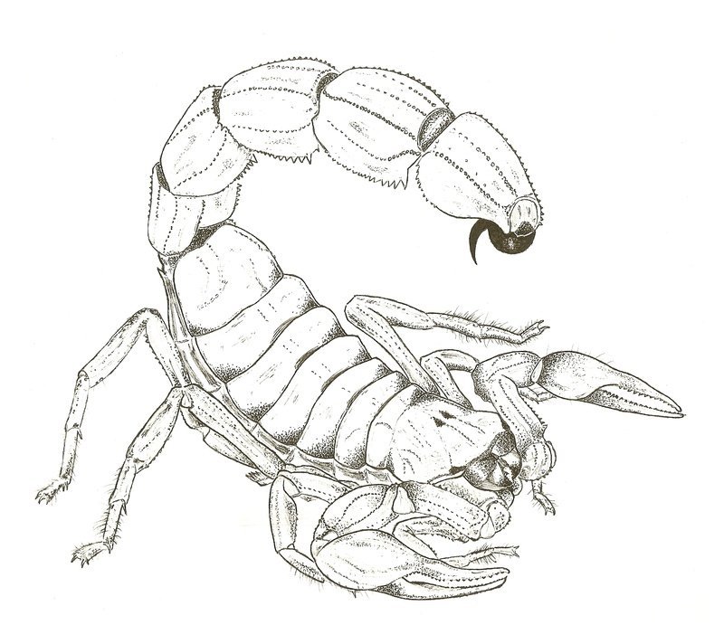 Рисуем скорпиона поэтапно