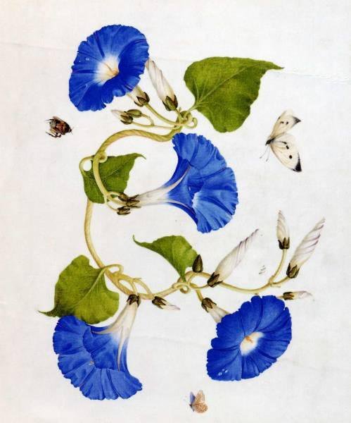 Вьюнок мозаика