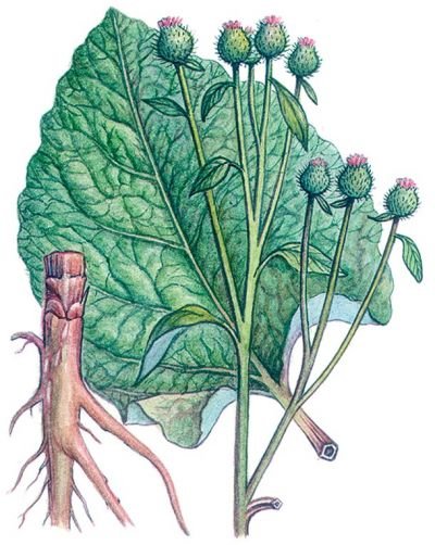 Лопух ботаника