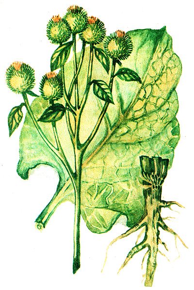 Лопух репейник