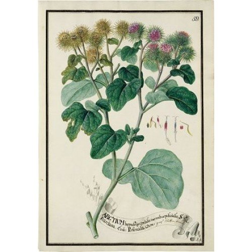 Ботанические иллюстрации лопух