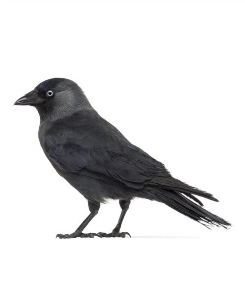 Галка птица на прозрачном фоне