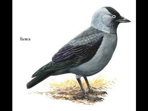 Изображение галки для детей