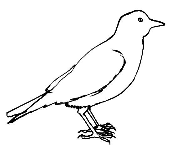 Галка раскраска для детей