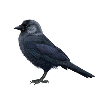 Галка рисунок