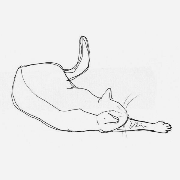 Кот в лежачей позе