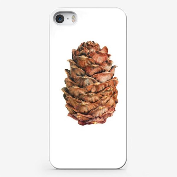 Срисовка кедровой шишки