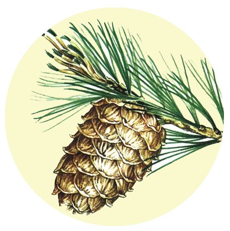 Сосна Сибирская хвоинки