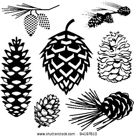 Кедровые шишки вектор