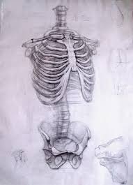 Анатомический рисунок Академии художеств Репина