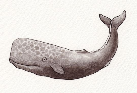Кашалот нарисовать
