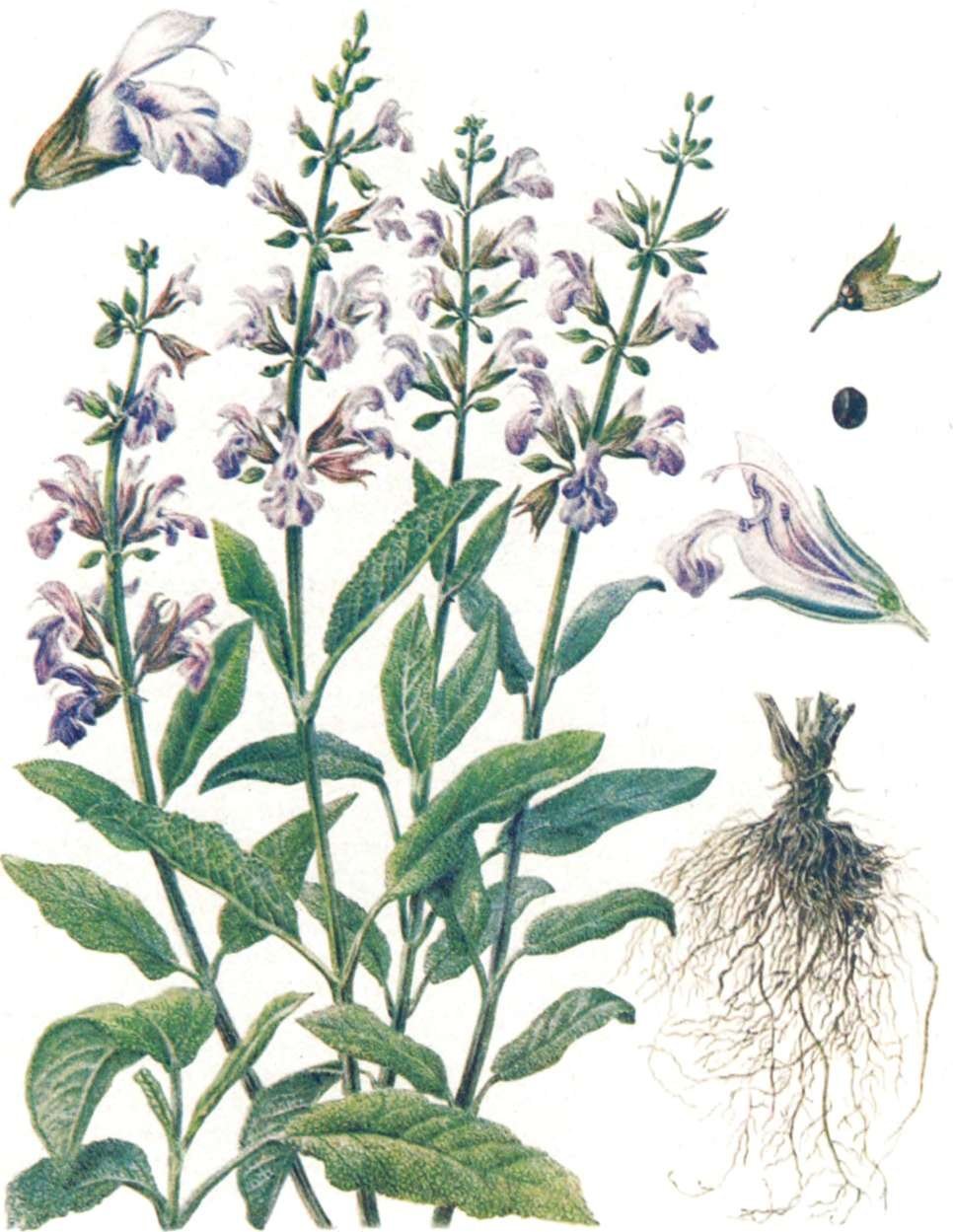 Шалфей лекарственный Salvia officinalis гербарий