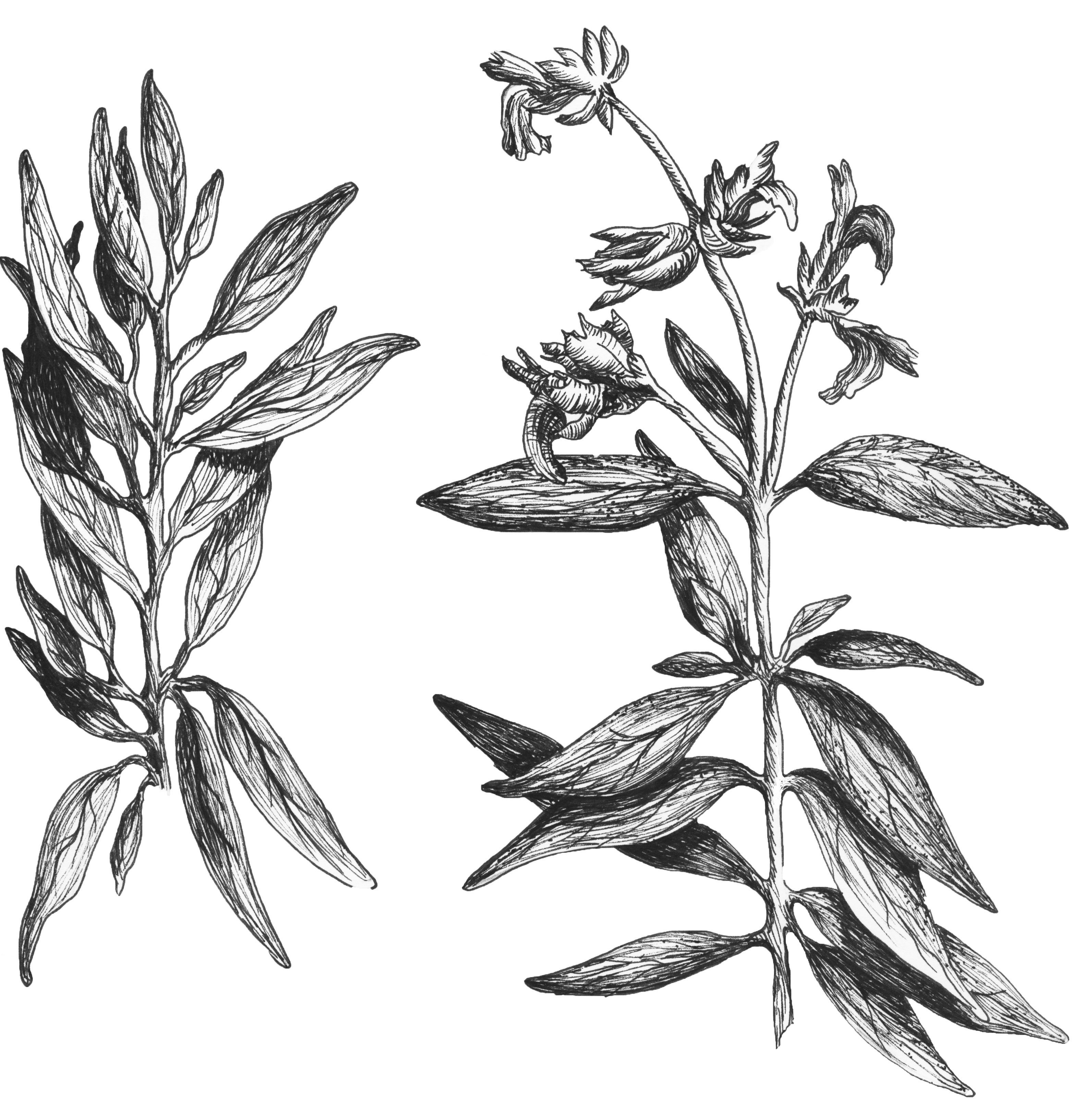 Сальвия шалфей Ботаническая иллюстрация