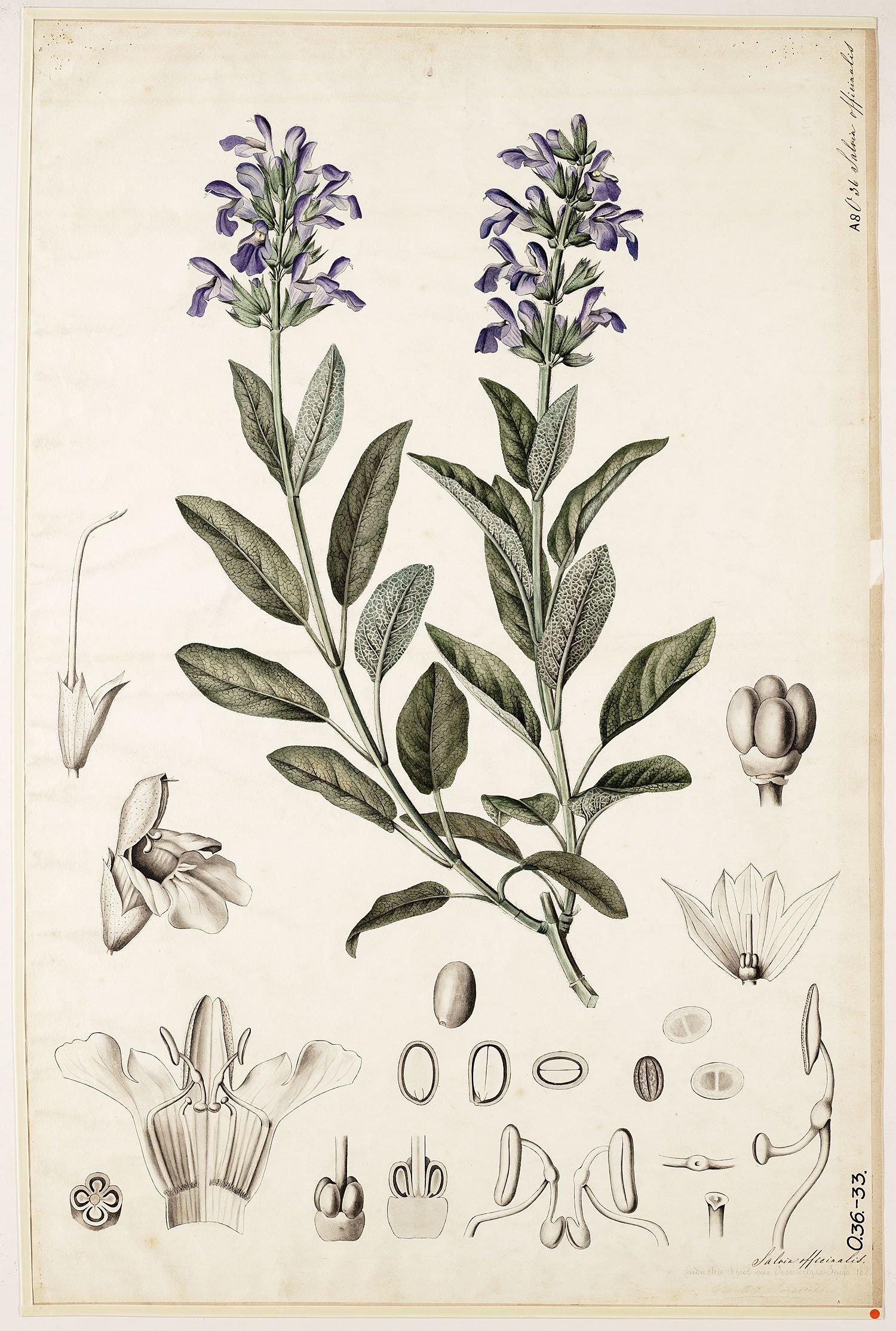Salvia officinalis Ботаническая иллюстрация