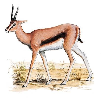 Антилопа Джейран рисунок