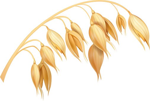 Овес вектор