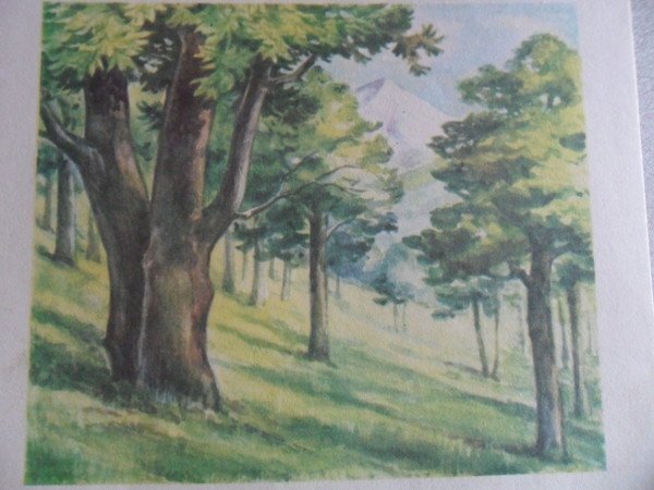 Смешанный лес и широколиственный лес рисунки