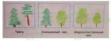 Тайга смешанный и широколиственный лес 4 класс