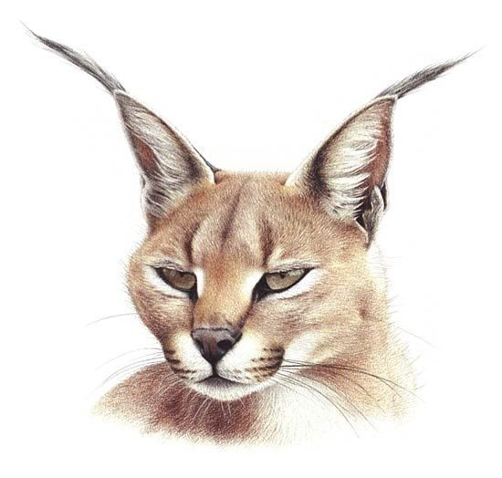 Каракал стилизация