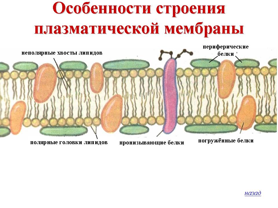 Плазматическая мембрана клетки состоит. Структура клетки плазматическая мембрана. Особенности строения плазматической мембраны. Строение плазматической мембраны клетки. Схема строения плазматической мембраны.