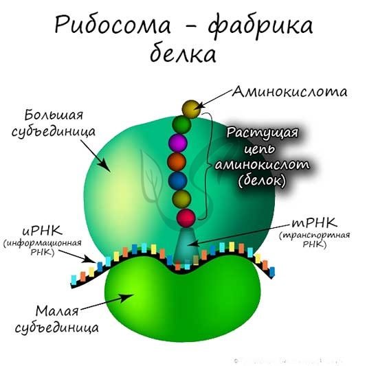 Строение рибосомы растительной клетки