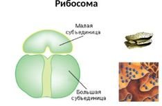 Рисунок рибосомы клетки