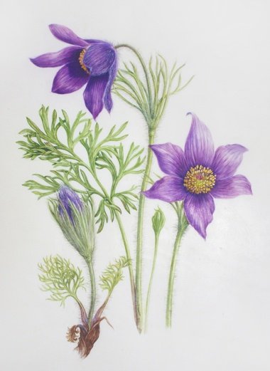 Прострел раскрытый Ботаническая иллюстрация