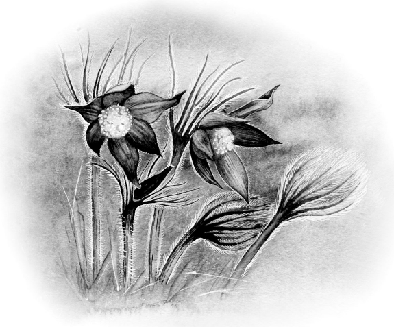 Прострел Луговой контур