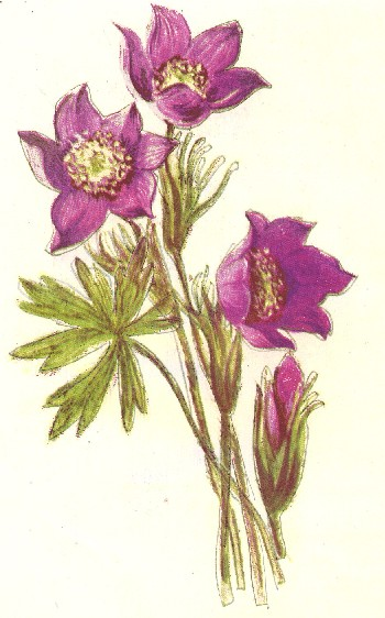 Прострел Луговой Ботанический рисунок