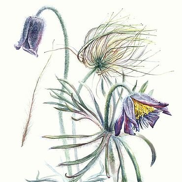 Прострел Луговой акварель