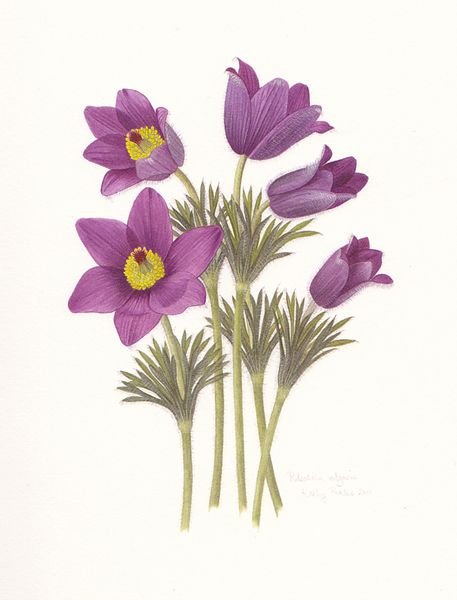 Прострел сон-трава Ботанический рисунок