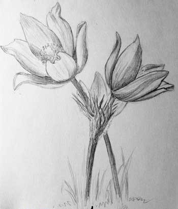 Сон трава карандашом