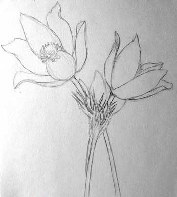 Сон трава нарисовать