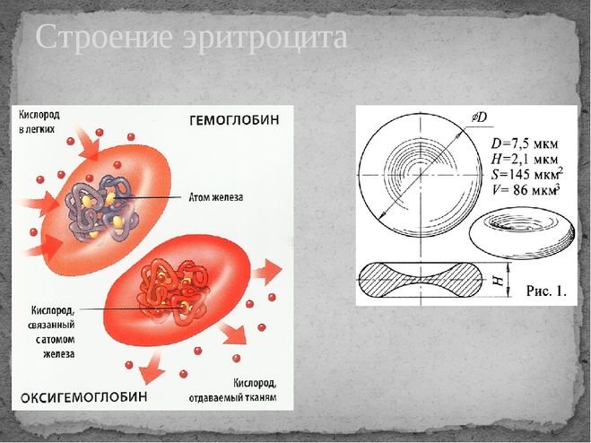 Эритроцит функции клетки. Строение эритроцитов. Эритроциты строение клетки. Схема строения эритроцита. Эритроциты схема.