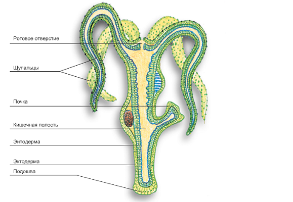 Гидра обыкновенная строение