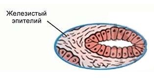 Железистый эпителий ткань