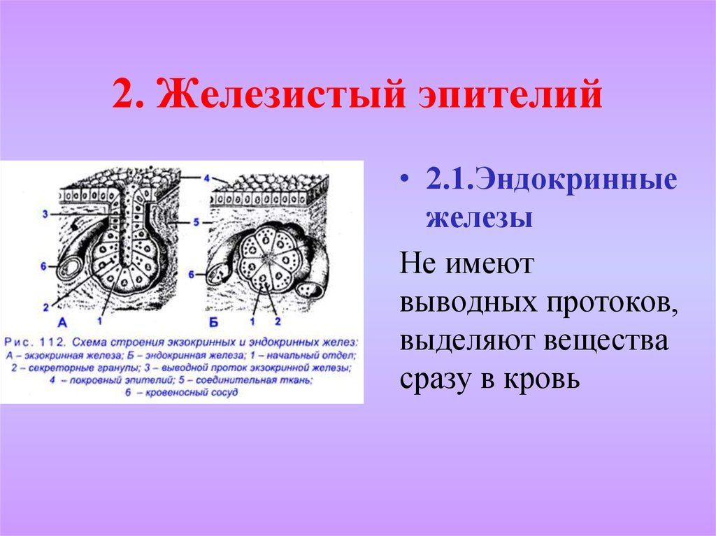 Экзокринные железы выводные протоки. Железистый эпителий строение. Строение железистой эпителиальной ткани. Железистая эпителиальная ткань экзокринный. Железистый экзокринный эпителий.