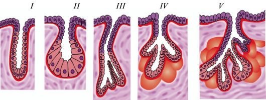 Соединительная ткань в плоском эпителии