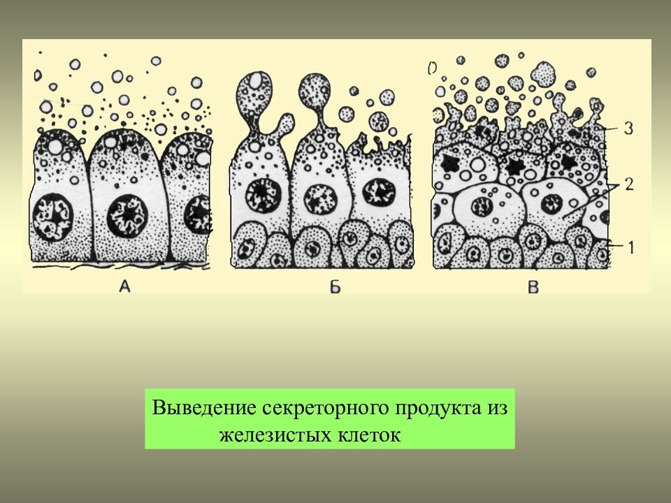 Группы железистых клеток. Железистый эпителий мерокриновый. Секреторный (железистый) эпителий. Клетки эпителия желез. Секреторный цикл железистого эпителия.