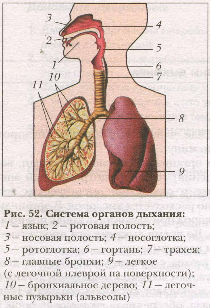 Система органов дыхания человека 8 класс. Дыхательная система органов дыхания 8 класс. Система органов дыхания 8 класс биология. Дыхательная система органов дыхания рис 52. Как называется процесс дыхания человека