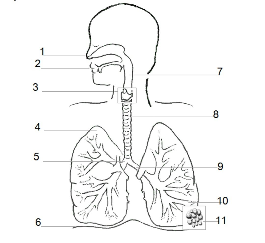 Строение дыхательной системы человека ЕГЭ