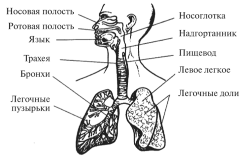 Система органов дыхания схема