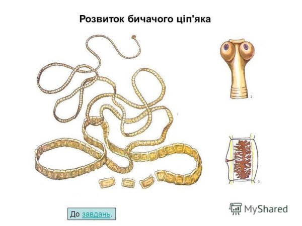 Бычий цепень гермафродит