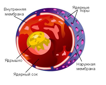 Ядро рисунок