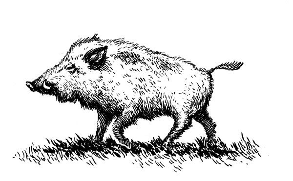 Поросенок контур