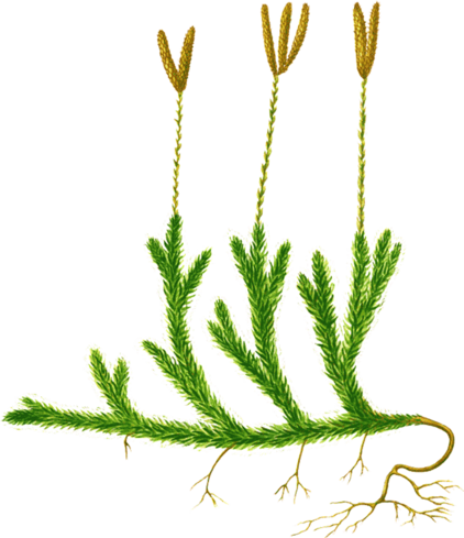 Плаун булавовидный строение