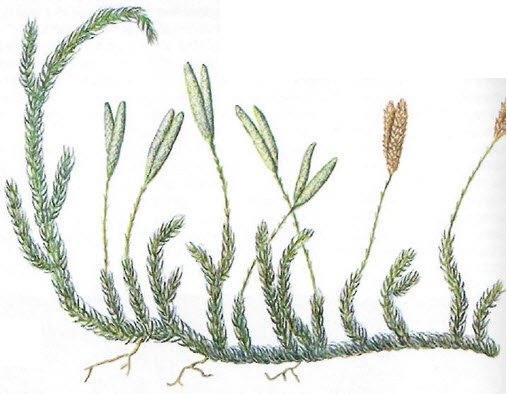 Колосок плауна булавовидного